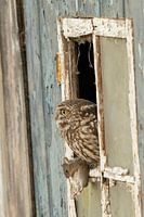 Petit hibou et souris dans une vieille grange.