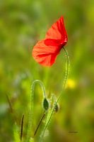 Le salut du coquelicot
