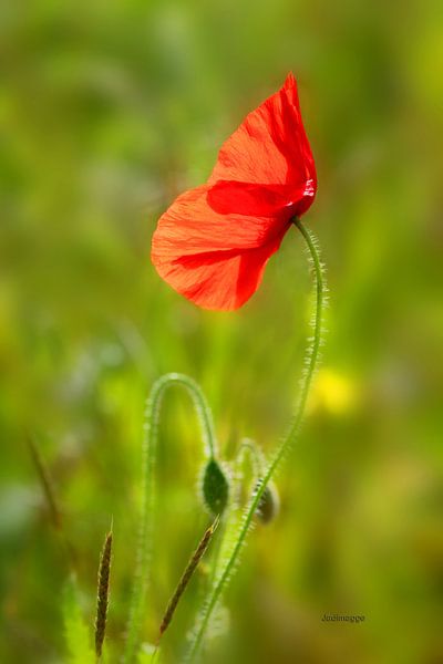 Der Gruß der Mohnblume von Christine GUILLET