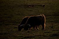 Les Highlanders écossais à la lumière du soir