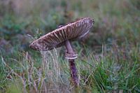 Pilz bei Sonnenaufgang im Herbst.