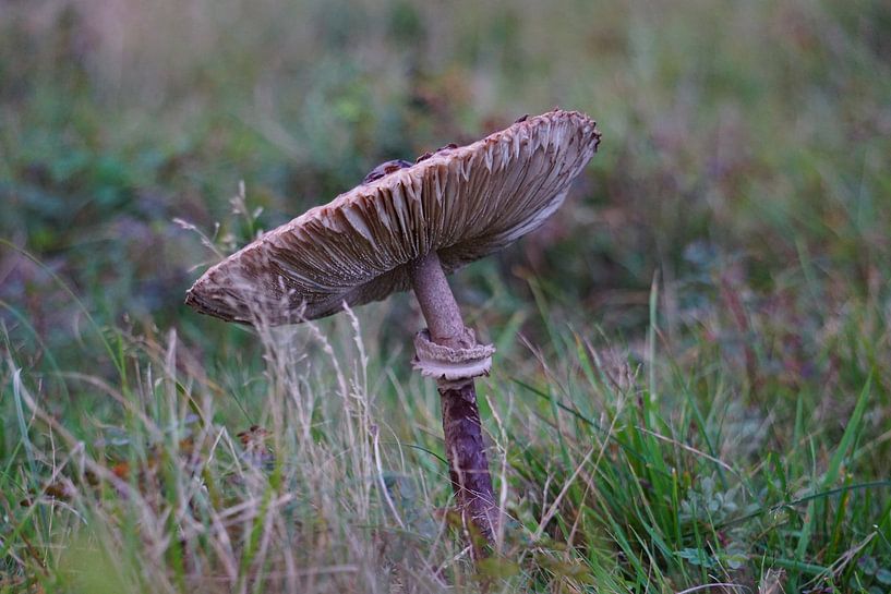 Pilz bei Sonnenaufgang im Herbst. von Sharon Steen Redeker