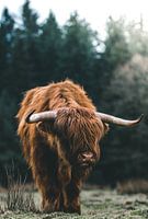 Un highlander écossais dans la Veluwe