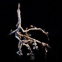 Branche congelée dans de la glace