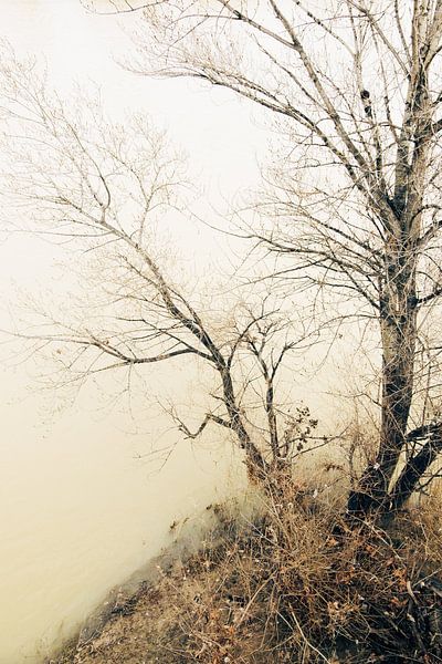 Branches above the timeless flow of a river by Truus Nijland