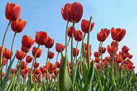 Rote Tulpen