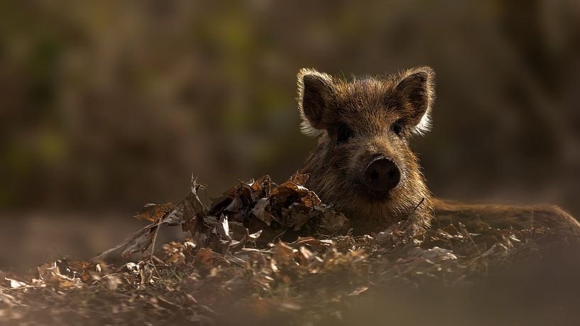 Young wild boar  by Yvonne Kruders