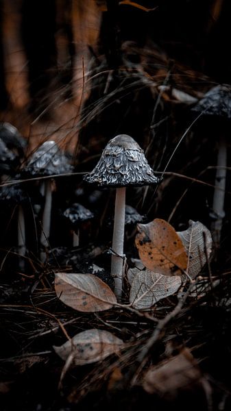 mushrooms by AciPhotography