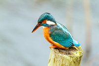 IJsvogel - perfecte pose