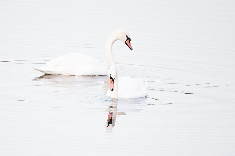 Cygnes tuberculés par Danny Slijfer Natuurfotografie