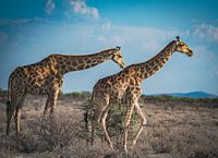 Girafes dans le parc national d'Etosha en Namibie, Afrique