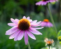 Echinacea goed voor je