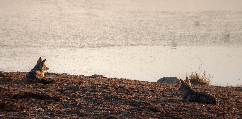Chilling Jackals by BL Photography