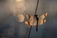 Bandheidelibel in ochtend licht.