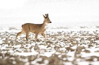 La survie en février