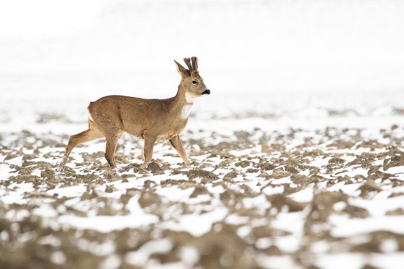 La survie en février par Gersom Barendregt