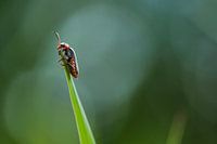 Schwarzbeiniger Soldat