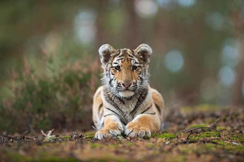 Royal Bengal Tiger ( Panthera tigris ), resting, frontal view by wunderbare Erde