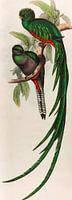 Quetzal, Trogon respends, John Gould
