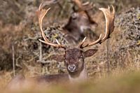 Daim dormant au soleil