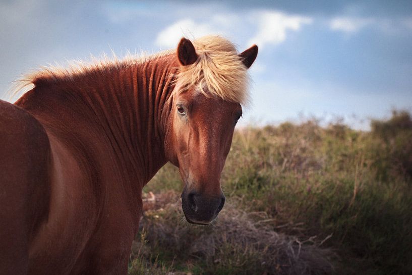Pferde in der Veluwe II von Luis Boullosa