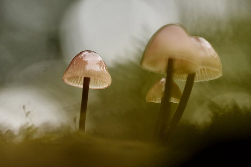 Mushrooms in the autumn forest by Stefan Wiebing Photography