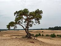 Boom op het Beekhuizerzand #2