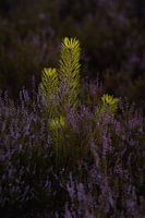 Jeune pin entre les bruyères en fleurs sur la Veluwe, le soir d'été.