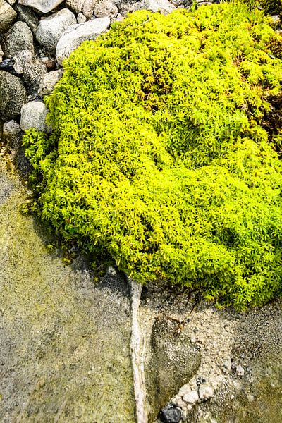 MOS BOOM von der Natur geformt von Petra Terpstra