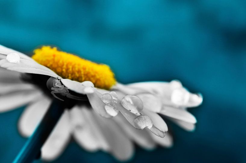 Druppels op een Margriet par Corinne Welp