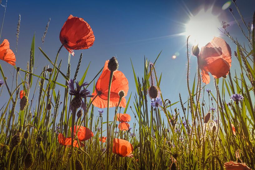 Poppy flower meadow by Julia Delgado