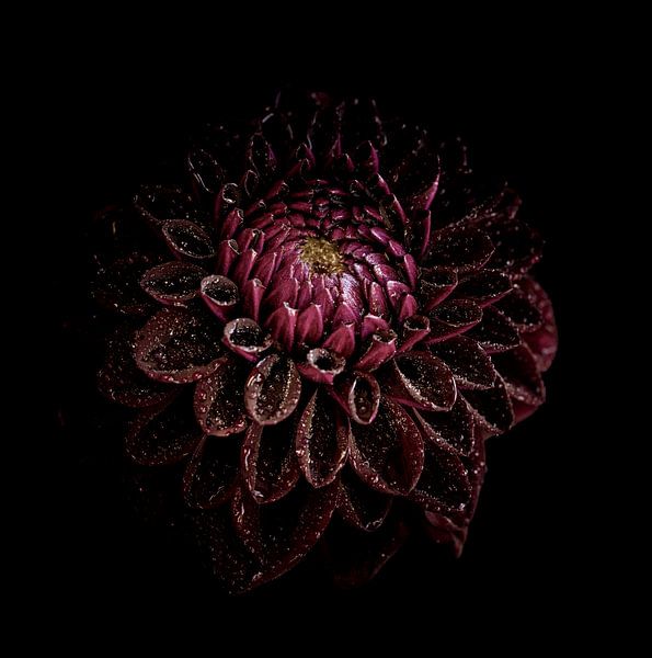 Schwarze Witwe von Christl Deckx