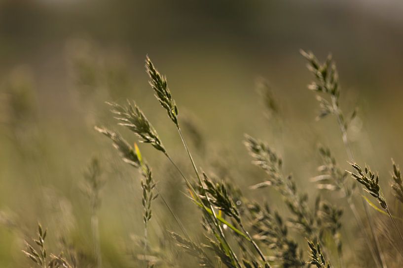 Hohes Gras nach einer Dusche in der Sonne von KB Design & Photography (Karen Brouwer)