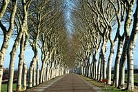 The most beautiful dike  of Zeeland with winter white abels in Geersdijk