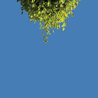 Nach unten mit die Buche