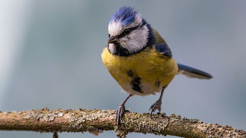 Bad hair day by Ard Jan Grimbergen