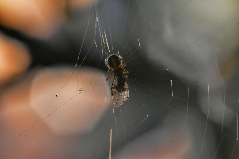 Spin met maaltijd van Joard van den Ende