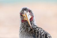 Wat kijk je?! Neushoornvogel met karakter.