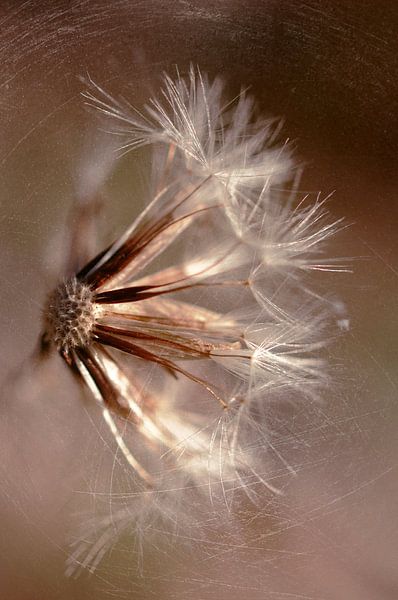 Akènes par Martine Affre Eisenlohr