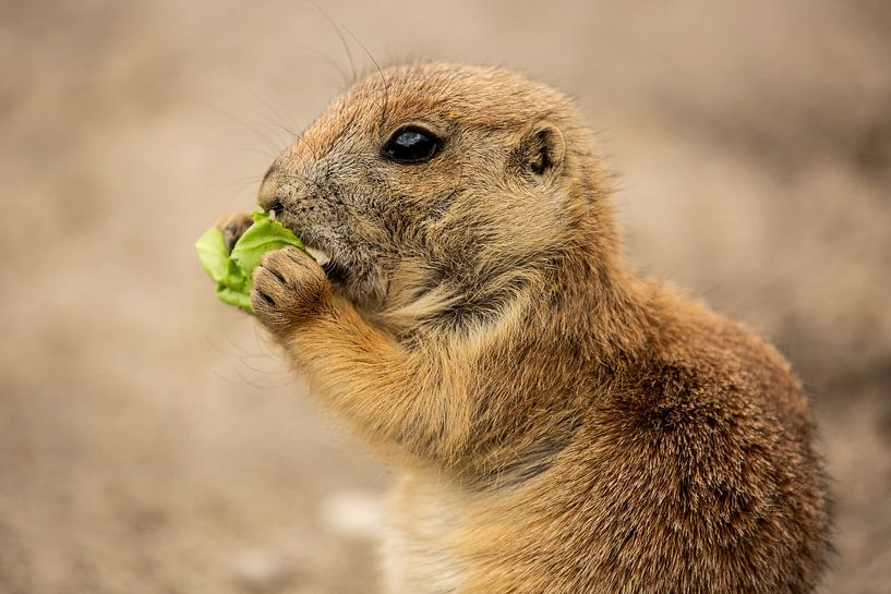 Young prairie dog eating by Frederieke Knol