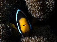 Porträt eines Clarks Anemonenfisch in einer Anemone