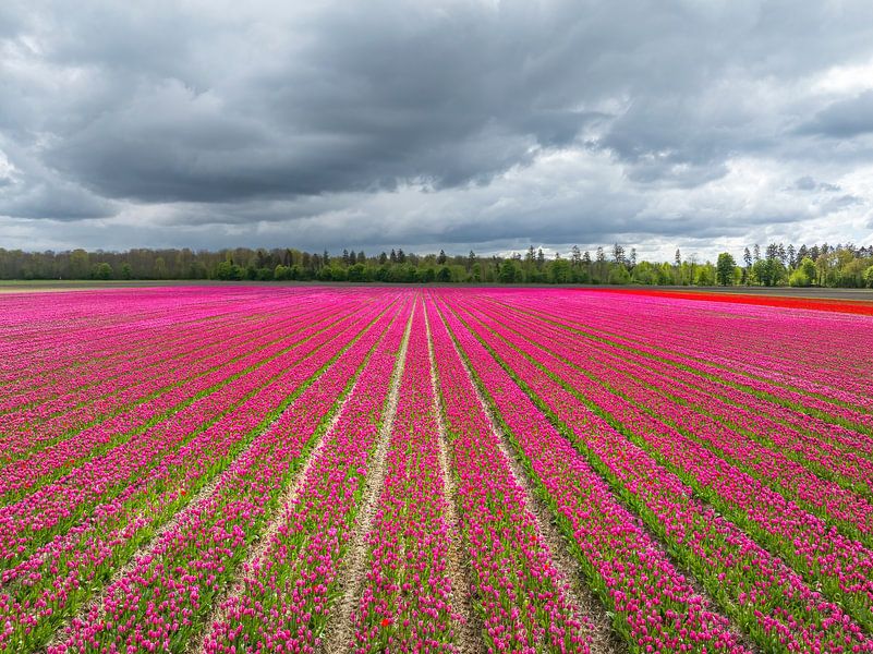 Tulpen auf einem Feld mit dunklen Wolken im Frühling von Sjoerd van der Wal Fotografie
