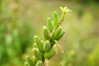 Croissance - gros plan dans la forêt de l'Allgäu
