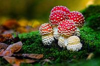Fly agaric