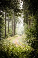 Brouillard dans la forêt