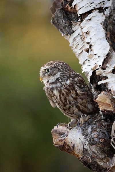 little owl by hanny bosveld