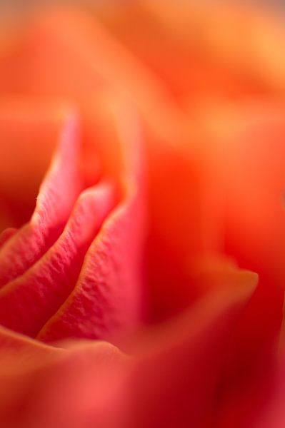 détail abstrait fleurs par Roy IJpelaar