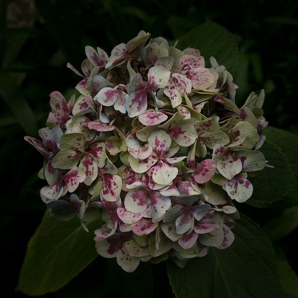 Hydrangea with a dark background, made in Madeira by Hans Kool
