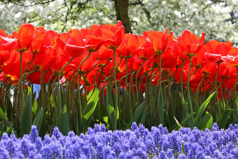 Tulpen auf dem Keukenhof von Antwan Janssen