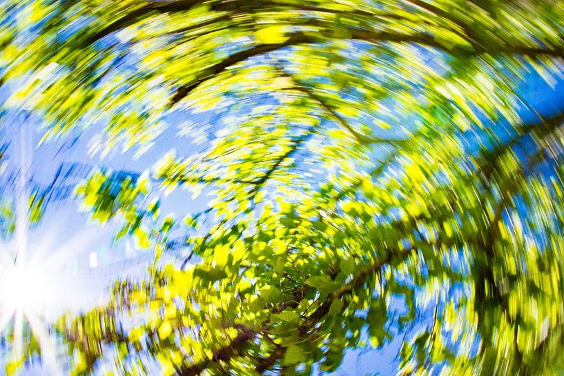 daytrails - groen - boom - zon - abstracte - hedendaagse kunst von Sven Van Santvliet